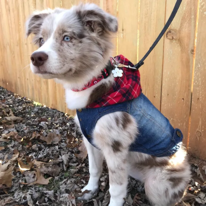 Red Plaid Hoodie Spring Denim Dog Jacket