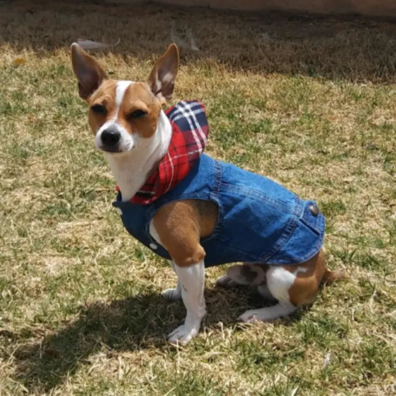 Red Plaid Hoodie Spring Denim Dog Jacket